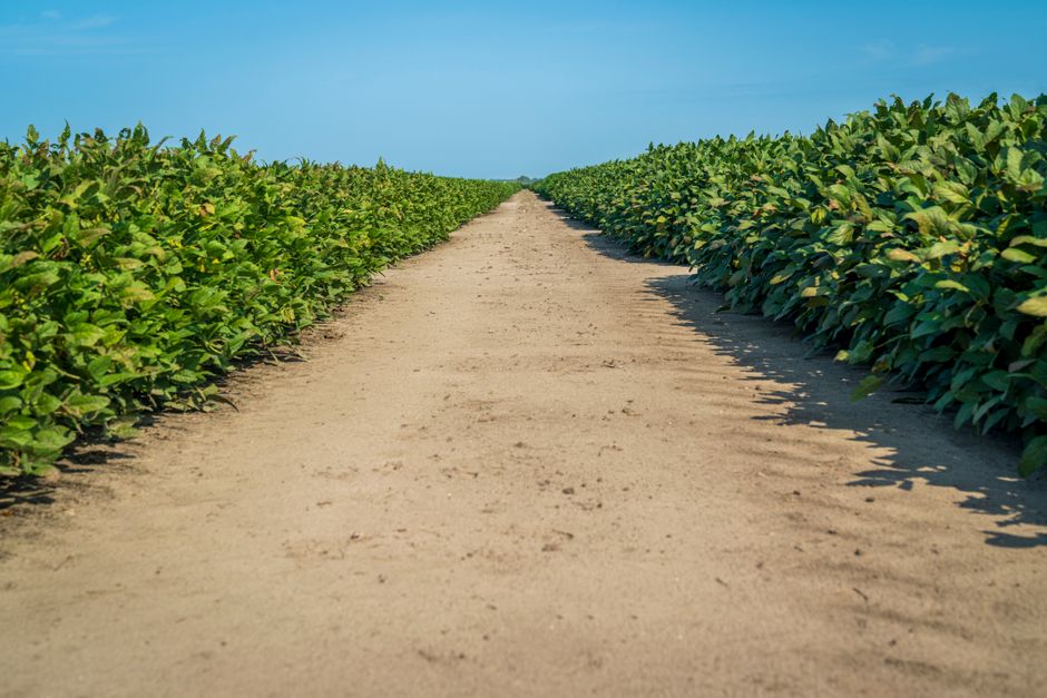 Exportação Brasileira. — A beautiful agricultural field with lush green plants along a dirt pathway under a clear blue sky.